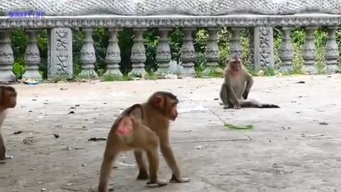 I didn’t knew monkeys could do that, the Snake is fu*ked