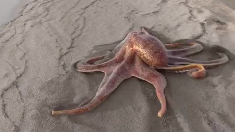 Octopus a stroll on the beach