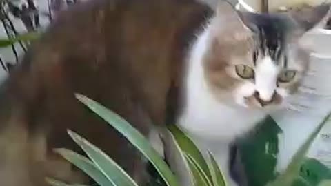 Cat with Plants