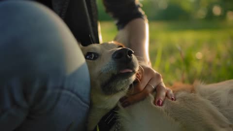 Portrait of a dog muzzle, stroked by a hand of a young girl