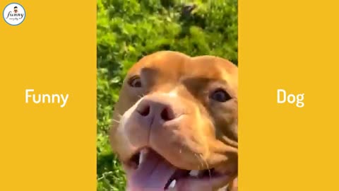 Funny dog and owner make fool monents Together