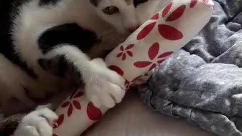 Cat misunderstood the cushion as a snack