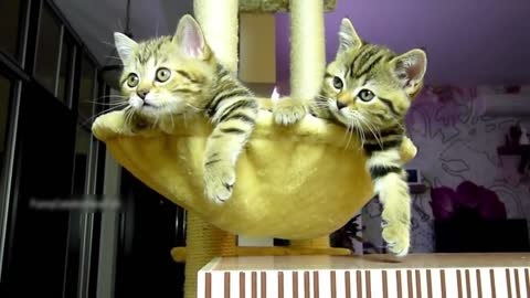 Cats are Playing / Funny Cats Video / Different Types of Cat 🐈 / Cute Cats Video