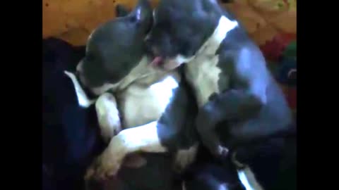 Adorable puppy sticking his tongue out at his sister, in his sleep!