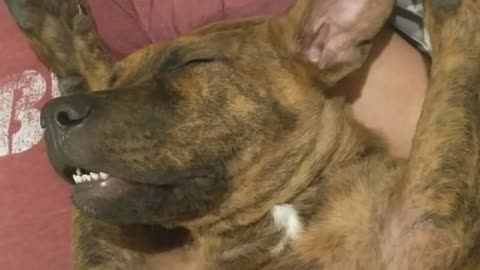 Snoring pup sleeps in hilariously awkward position
