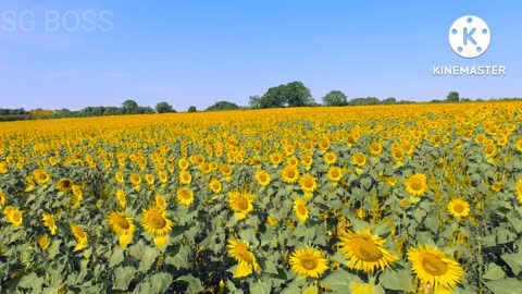 The Most Beautiful Flowers