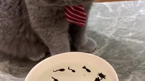 Kitten tricks