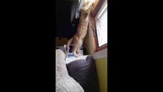 Orange cat fails to hold onto window sill