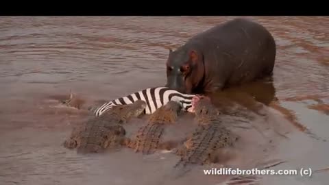 Crocodile Hunts, Kills and Eat Zebra | Wild Wonders