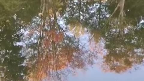Mirrored Canopy : Clear Waters in the Pond Reflecting Nature's Beauty
