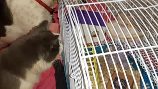 Dog and cat hypnotized by pet rat's every move
