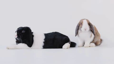 Studio Portrait Of Two Miniature Black And White Flop Eared Rabbits On White Background