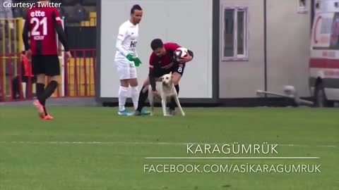 Canine interruption: How a dog brought a football match to a halt