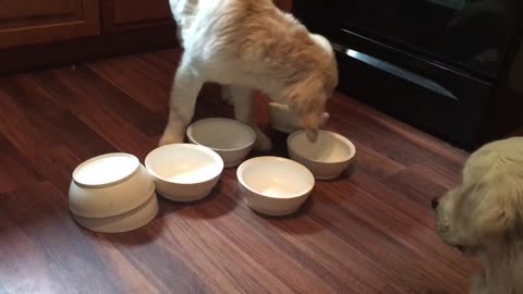 Golden Retriever puppy solves "treat" puzzle with ease!