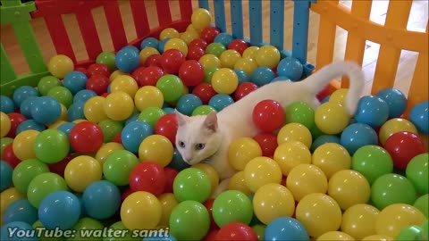 2 CATS & 500 BALLS IN A BALL PIT ❤️😍 LOVELY