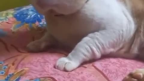 Cat talking funny 🤣 video