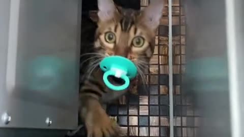 Cat with a pacifier for babies