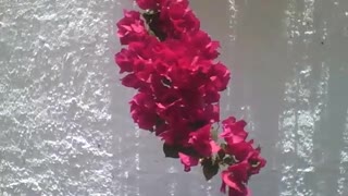 Um cacho de flores de primavera vermelhas em um muro branco, lindas! [Nature & Animals]