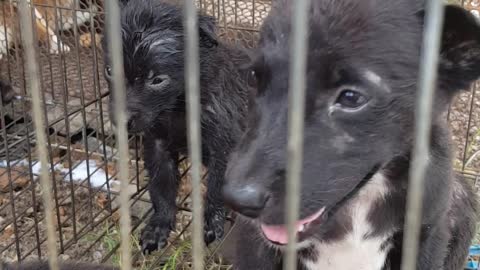 The dogs and cats were kept in poor pens.