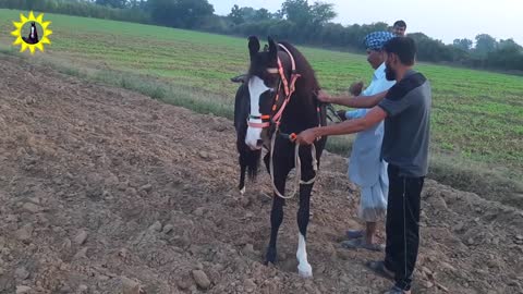 Horse training video