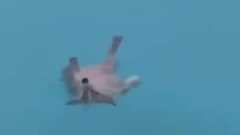 how the dog is swimming on the water