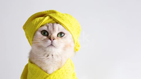 A beautiful white cat in a yellow towel and on his head after bathing procedures