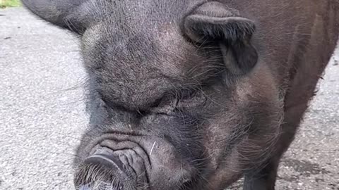 pig#fyp#animal