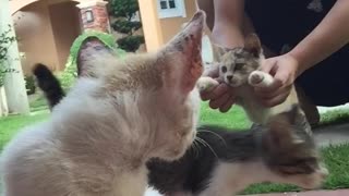 The cat hits his head on the Camera