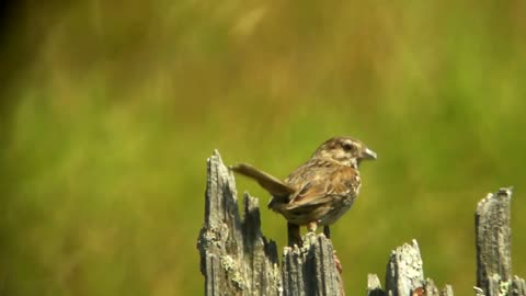 Song Sparrow