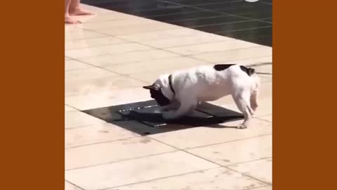 Best cat and dog funny video | funny video cat and dog 2022