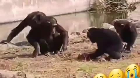 Silly monkeys playing with poor turtle.