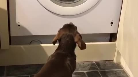 Dog patiently waits for teddy bear in tumble dryer