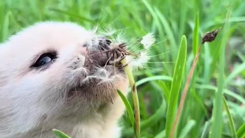 I played with a dandelion, and I ate it
