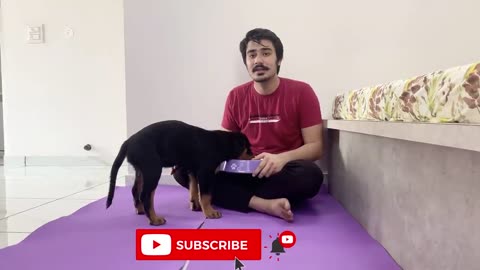 HOW TO TRAIN YOUR PUPPY