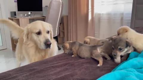 DOG MEETING HIS PUPPIS FOR THE FIRST TIME