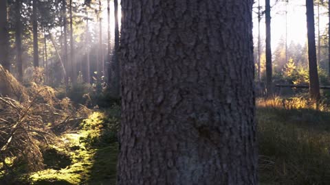 The sun's rays in the forest