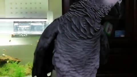 Parrot's correct way to pretty reply♥