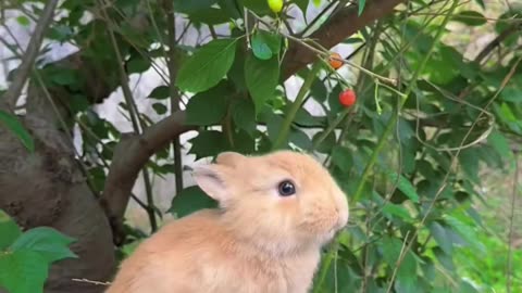 #rabbit #cute