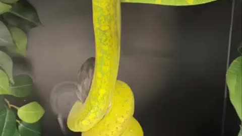 Yellow snake eats white mouse