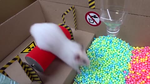 Hamster escapes the creative maze for pets in real life