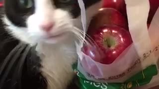 Cat plays with bag of red apples