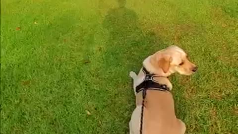 Labrador Dog Runs After Birds as Soon as Leash is Removed