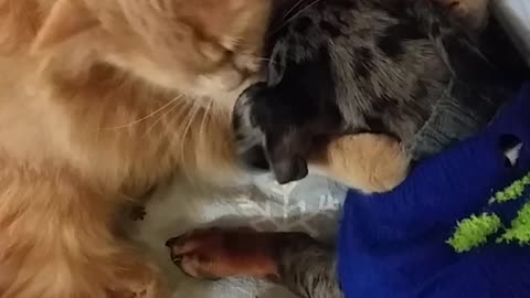 Kitty can't stop kissing dachshund best friend