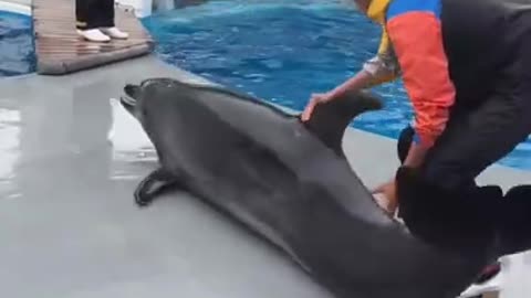 Funny Dolphins Video 🦈🦈🦈