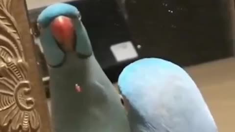 Parrot Kissing Himself in The Mirror #shorts #viral #shortsvideo #video
