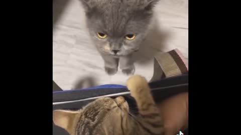 Hilarious try not to laugh at funny cats.