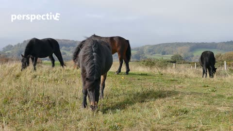 Horses Eating Grass 06/22/2021