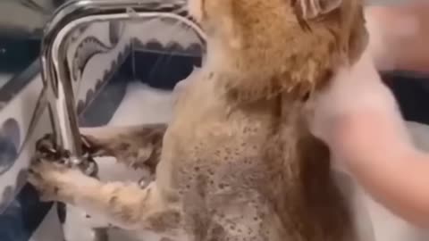 Watch These Disgruntled Cats Get the Most Unusual Beauty Treatment!#syl_vester #funny #ukraine #cat
