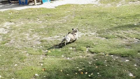 Pug in the playground