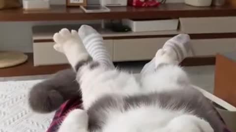 Funny cat compilation Funny pet